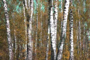 Obraz premium Beautiful birch trees in autumn