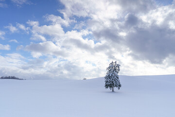 富良野　雪原に立つ春よ来いの木　厳冬期北海道観光
