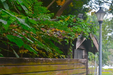 Fototapeta na wymiar Planted scenery next to Japanese wooden house