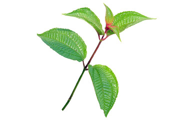 closeup of Miconia crenata, soapbush, clidemia or Koster's curse tree with fresh green leaves isolated on transparent background
