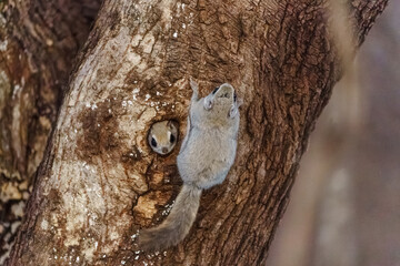 エゾモモンガ　北海道の可愛い野生動物 - obrazy, fototapety, plakaty