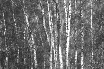 Foto op Plexiglas Beautiful birch trees with white birch bark on birch trunks in birch grove in autumn © yarbeer