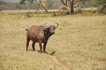 large buffalo on an open grassy savanna in national park in Africa