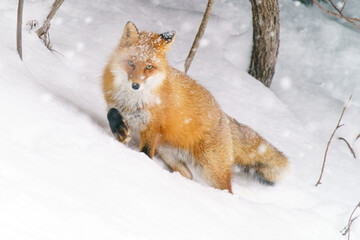 冬のキタキツネ　北海道の野生動物