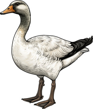 Charming Duck Artwork