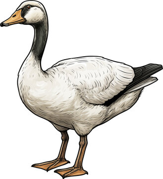 Charming Duck Artwork