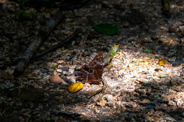 Large blue butterfly Blue Morpho on the forest floor.