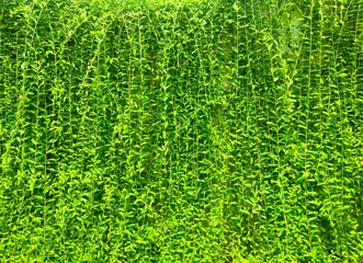 Lee Kwan Yew plants like green curtains are used as vertical gardens. - obrazy, fototapety, plakaty