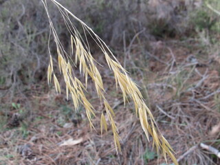 Espigas curiosas.