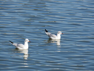 Pareja de gaviotas.