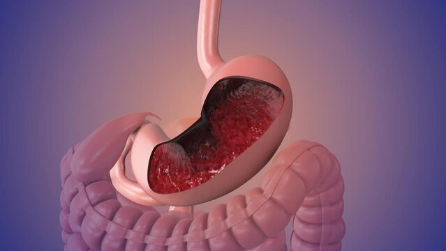 Human digestive system animation