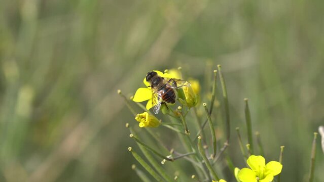 bee flying in the flover field