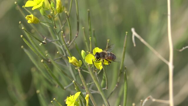 bee flying in the flover field