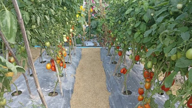 tomatoes growing in garden farm field. Agriculture and farming