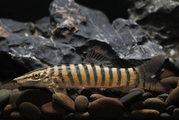 Redfin Tiger loach (Syncrossus berdmorei)