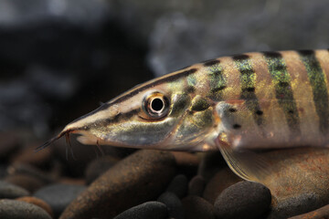 Redfin Tiger Loach (Syncrossus berdmorei) fish face close up