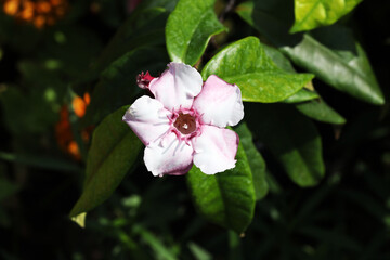 Climbing oleander or twisted cord flower (Strophanthus gratus)