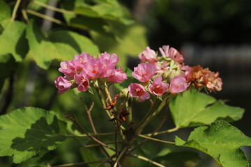 Pink flowering tree (Dombeya acutangula) from Africa 