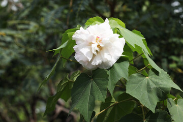 Confederate rose or cotton rosemallow (Hibiscus mutabilis)