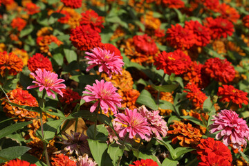 flowering plant common zinnia with colorful flowers in tropical garden