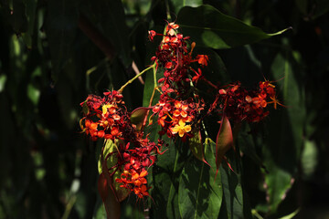 Sorrowless tree (Saraca declinata) with bright orange flowers in full bloom