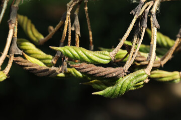 East Indian screw tree (Helicteres isora) fruit close up