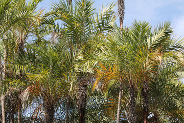 Fototapeta na wymiar Mangrove date palm (Phoenix paludosa)