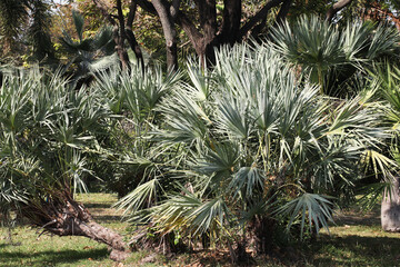 Saw Palmetto Palm tree (Serenoa repens)