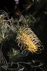Beautiful gravillea spider flower in tropical garden