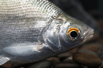 Silver Pengba (Osteobrama belangeri) head close up important food fish in India and Burma