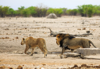 A pair of lions walking away after being disturbed - they appear to be a mating couple.
