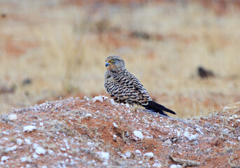 Greter Kestrel perched on a rock in Etosha National Park