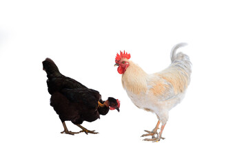 rooster and hen in front of white isolated background