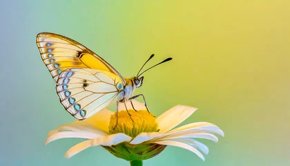 Rolgordijnen  Macro shots, Beautiful nature scene. Closeup beautiful butterfly sitting on the flower in a summer garden.  © blackdiamond67
