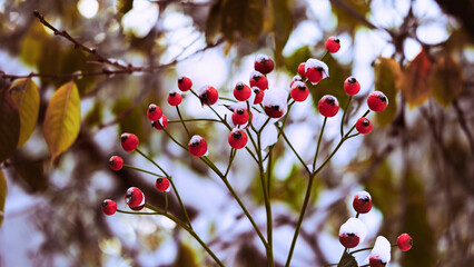 Red rose hips strewn with the first snow against the background of yellow-green foliage and tree branches