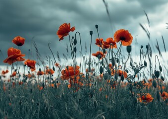 this image shows all of the red poppies in the field