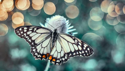 Deurstickers  Macro shots, Beautiful nature scene. Closeup beautiful butterfly sitting on the flower in a summer garden.  © blackdiamond67