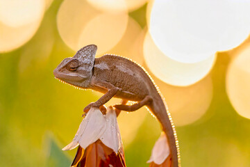 Macro shots, Beautiful Closeup , baby green chameleon 