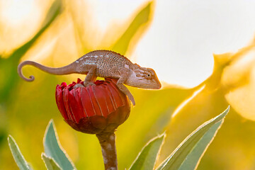 Macro shots, Beautiful Closeup , baby green chameleon 