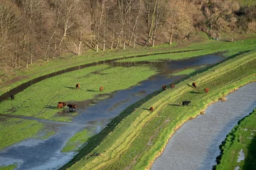 Foto op Aluminium Cows on the flood plain of the Cuckmere river in Sussex © philipbird123