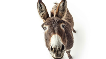 Fototapeta premium a grey donkey on white background is looking up. Generative AI