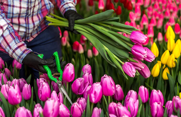 A woman florist works with tulips in a flower garden. Woman cuts pink tulips with garden shears. International Women's Day. Mother's Day. March 8. Gardener's Day. Close-up of a bouquet of pink tulips