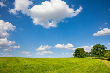 Obraz premium Paysage de campagne au printemps, pâturage en pleine nature au milieu des champs de France.