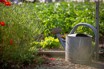 Arrosoir au milieu d'un jardin potager et de ses légumes vert au printemps. © Thierry RYO