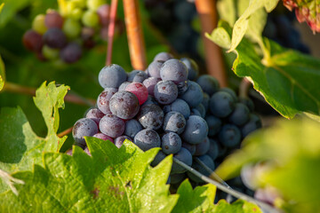 Grappe de raisin noir ou pourpre dans un vignoble en France.