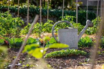 Jardin potager au printemps, arrosoir au milieu des légumes. © Thierry RYO