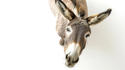 a grey donkey on white background is looking up. Generative AI