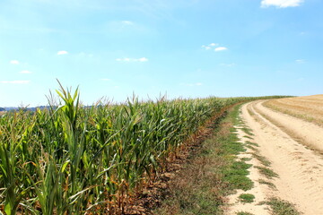 Maisfeld, Maisanbau, Mais