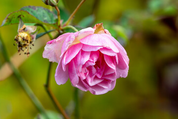 Rose 'Felicia' a spring and summer climbing semi evergreen shrub plant with a pink springtime and summertime flower, stock photo image