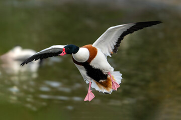 Common shelduck (Tadorna tadorna) bird in flight which is a waterfowl duck species often found on wetland lakes, stock photo image - Powered by Adobe